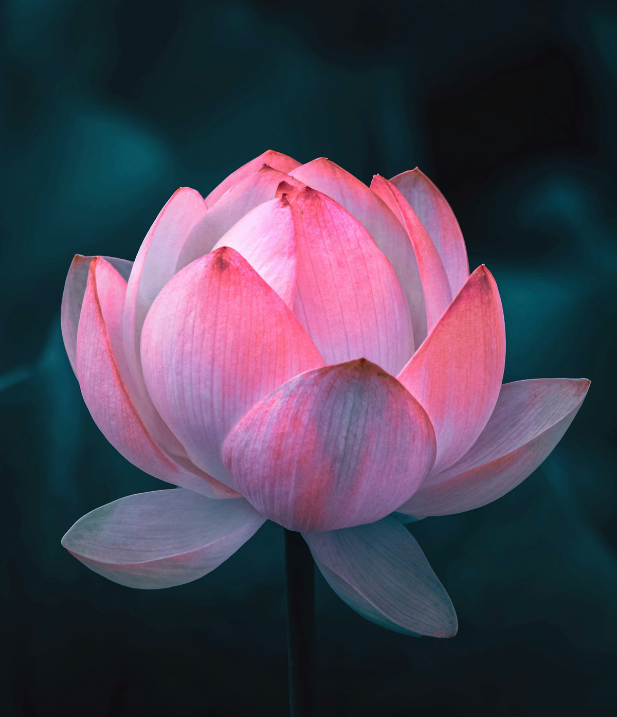 Lotus Art House